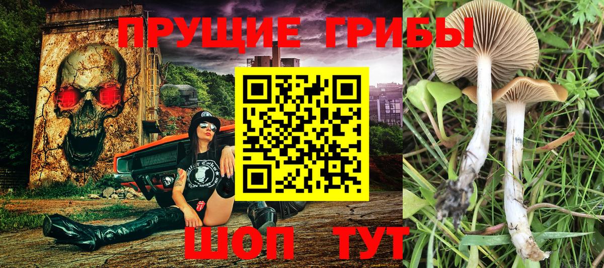 Галлюциногенные грибы Psilocybine cubensis  Вход с VPN  Тосно  Галлюциногенные грибы Magic Shrooms 